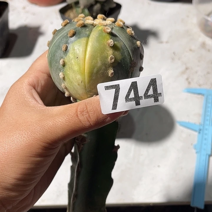 744号三角嫁接仙人球兜