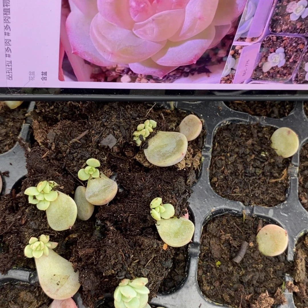 穴盘甜心776芽苗一个多肉