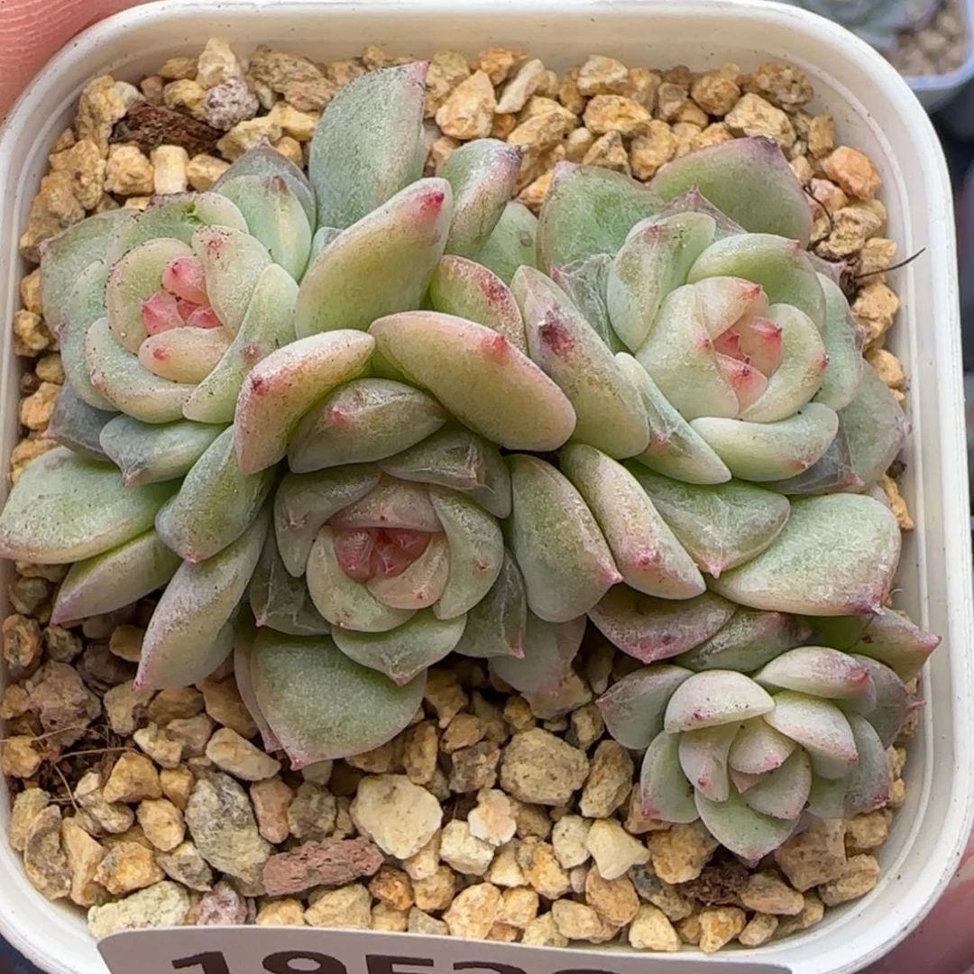 D***H【满29包邮非偏远】296