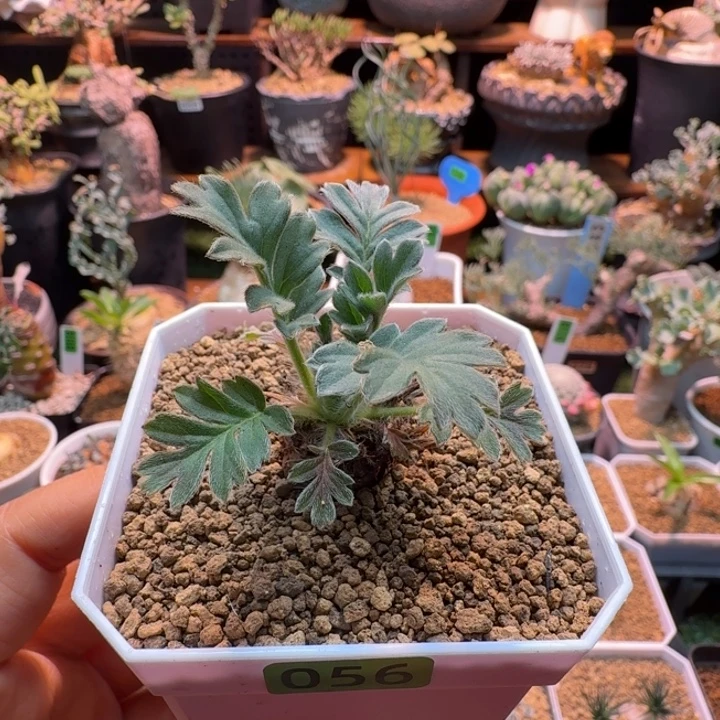 粉白花洋葵056 仙人球