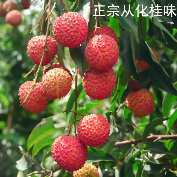 【省外专拍】广州从化桂味荔枝老树当季桂味正宗现摘现发顺丰京东