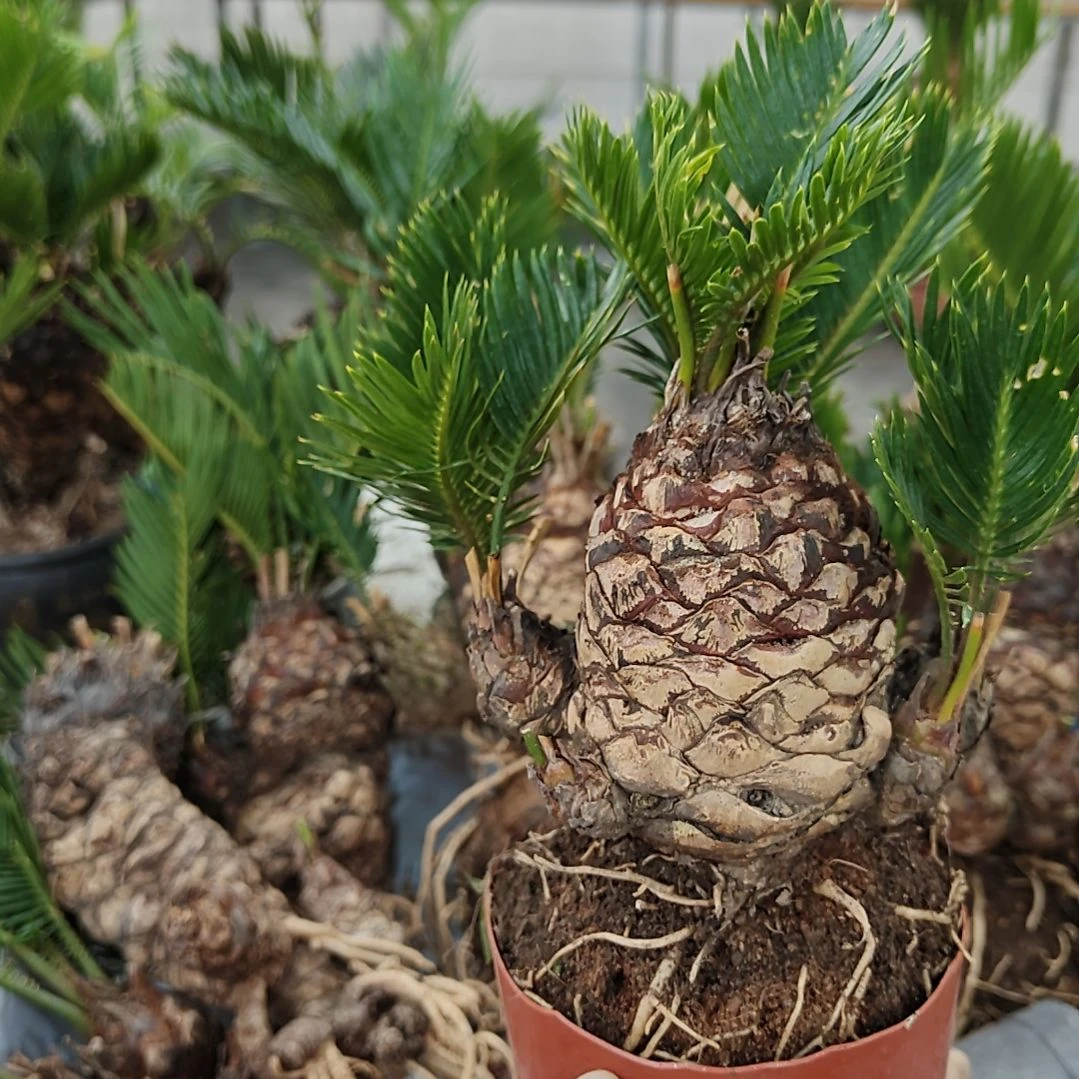 用***7无花朵白鳞铁盆景基地价