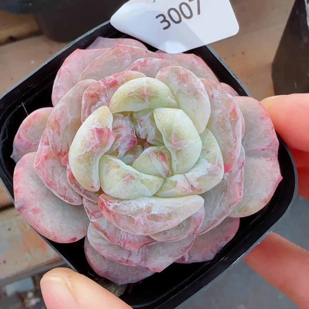 海梦石化，3007多肉植物