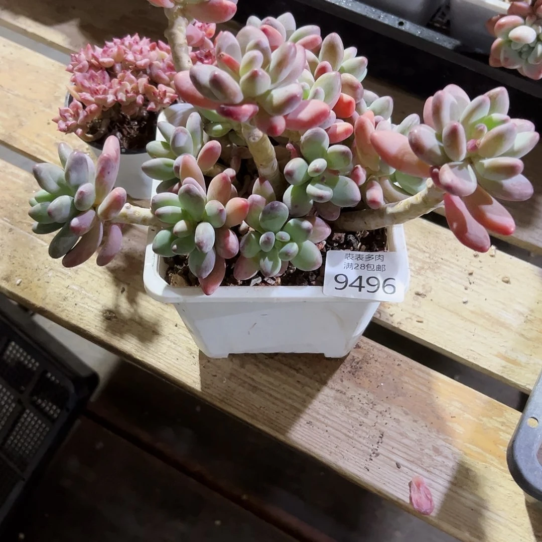 9号多肉一物一拍9496