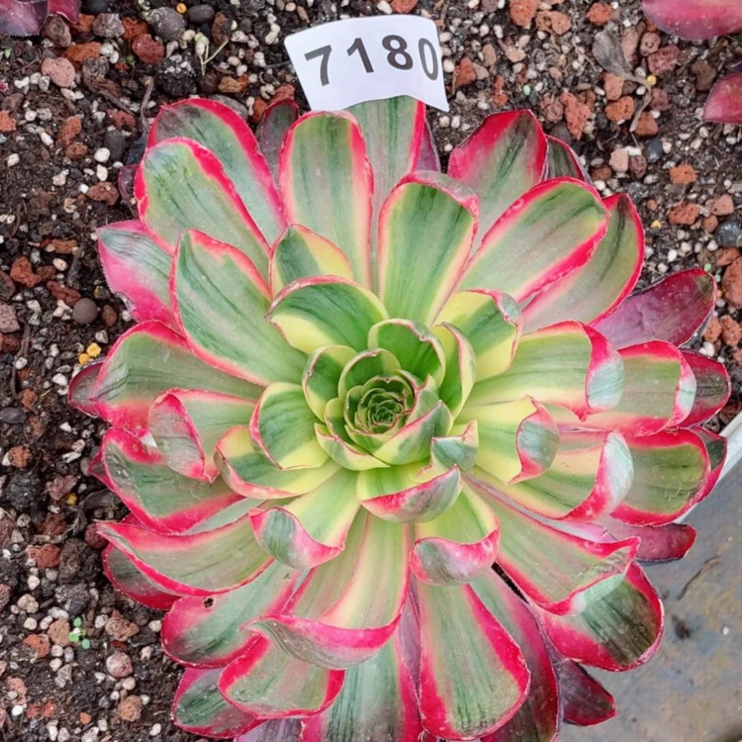 烈焰特价发货发货