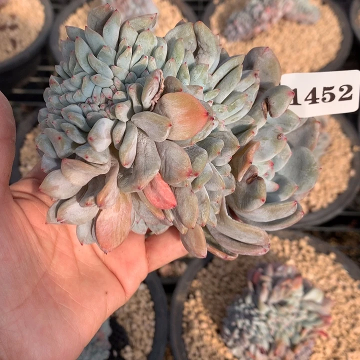 冰***雨1452缀嗯嗯嗯嗯嗯嗯好想