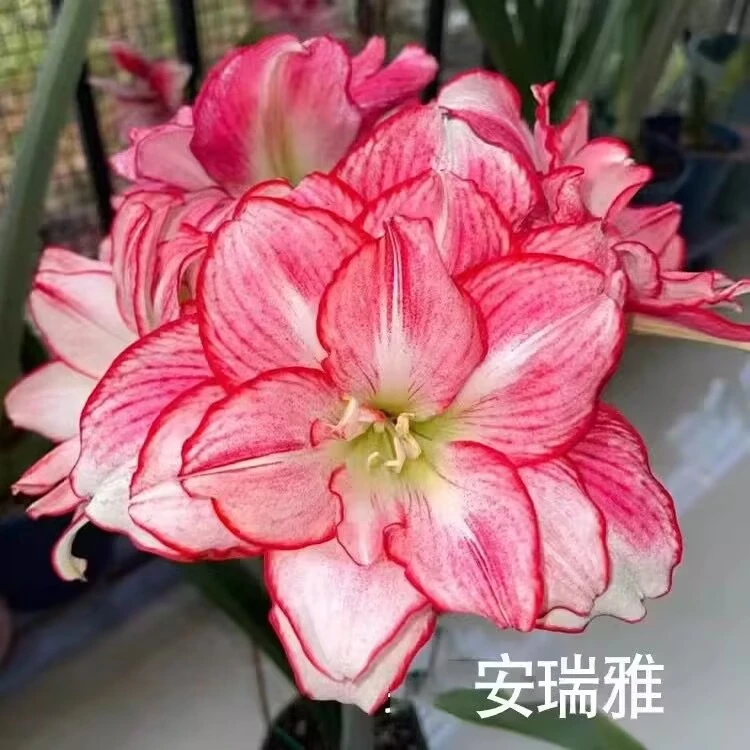 朱顶红种球【安瑞亚】当年开花5+