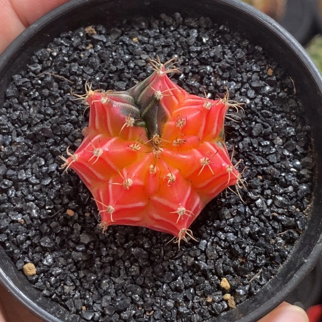 精品米哈—脱土发货3