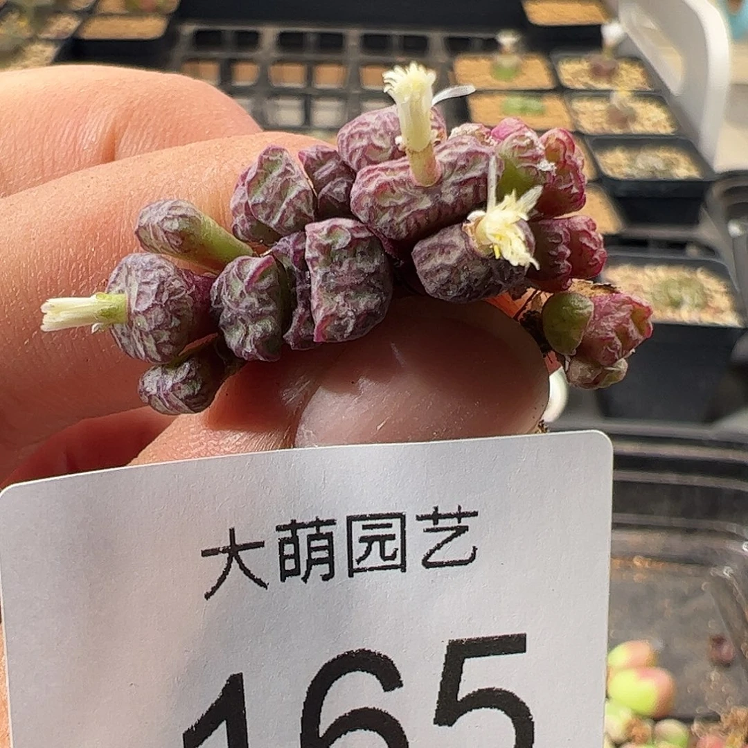 一物一拍。    165