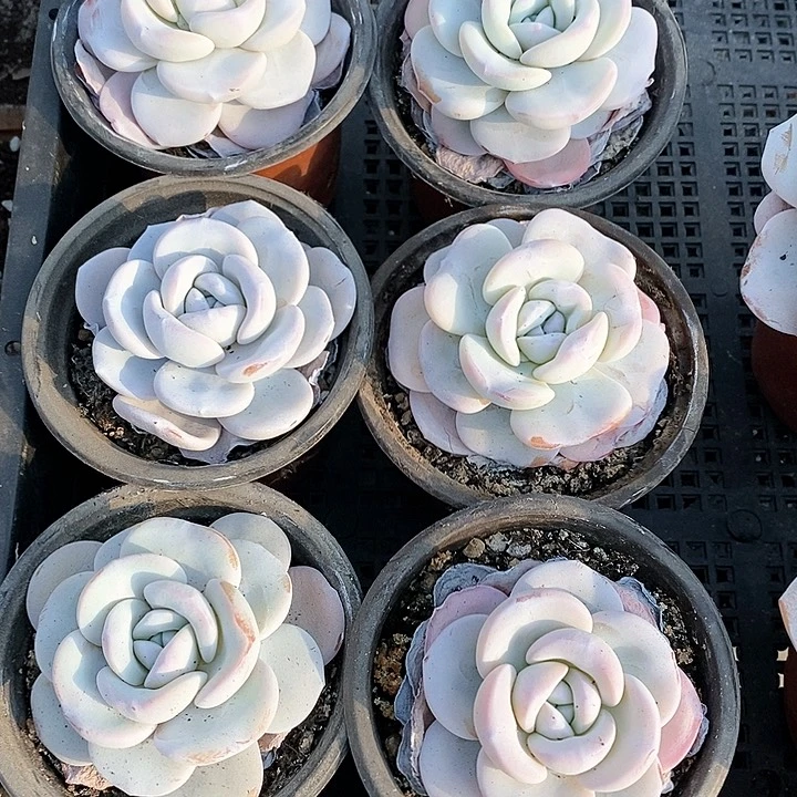 10-99号一物一拍雪莲