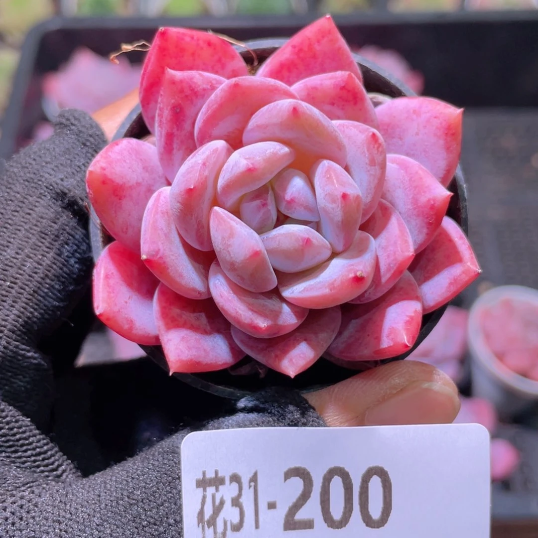 花利美31-200橙梦露