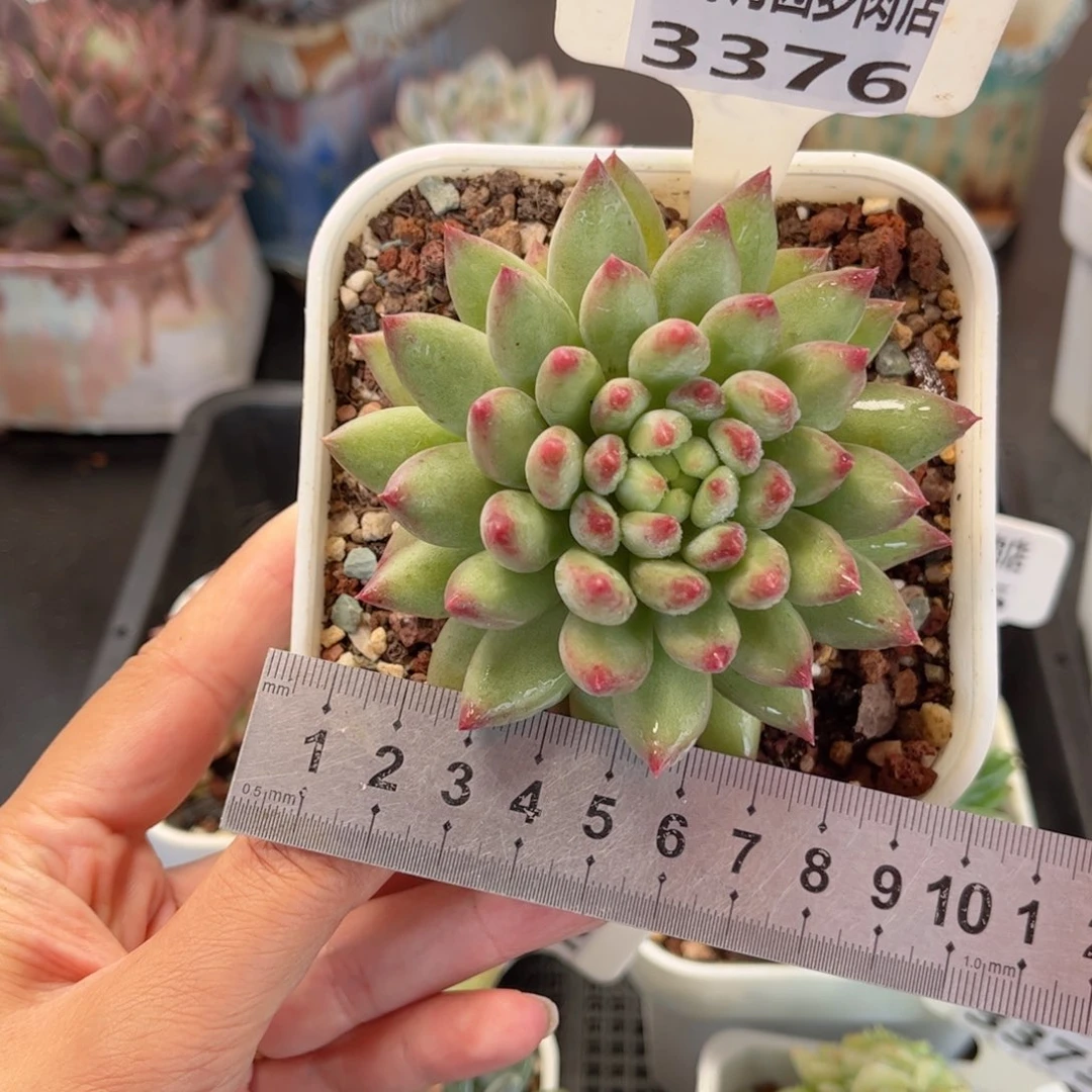 多肉植物3376 一定要拍个冷链哦
