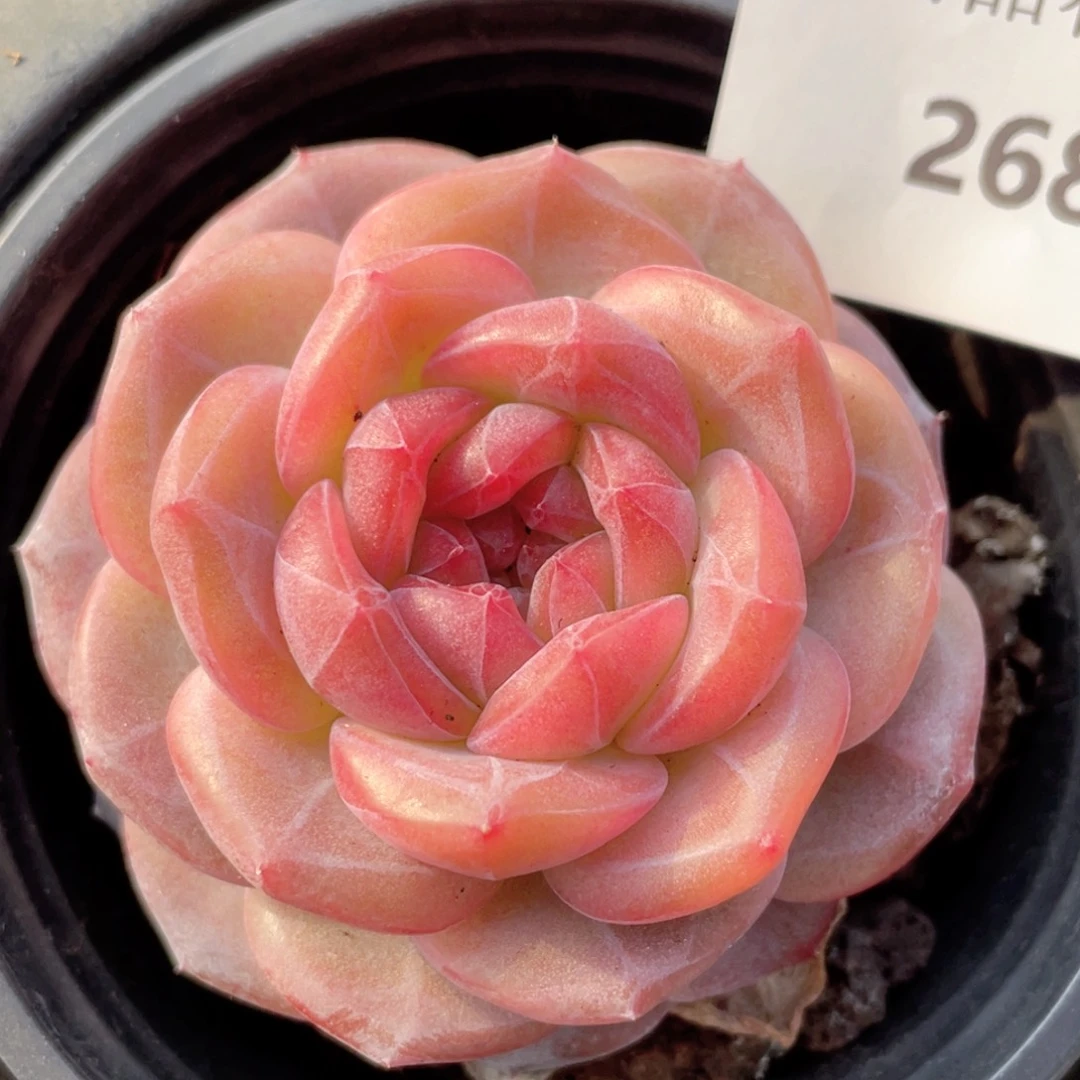 268号糖心冰心珍妮 雪芙蓉