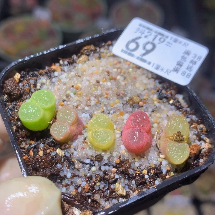 精品生石花219.69磁铁