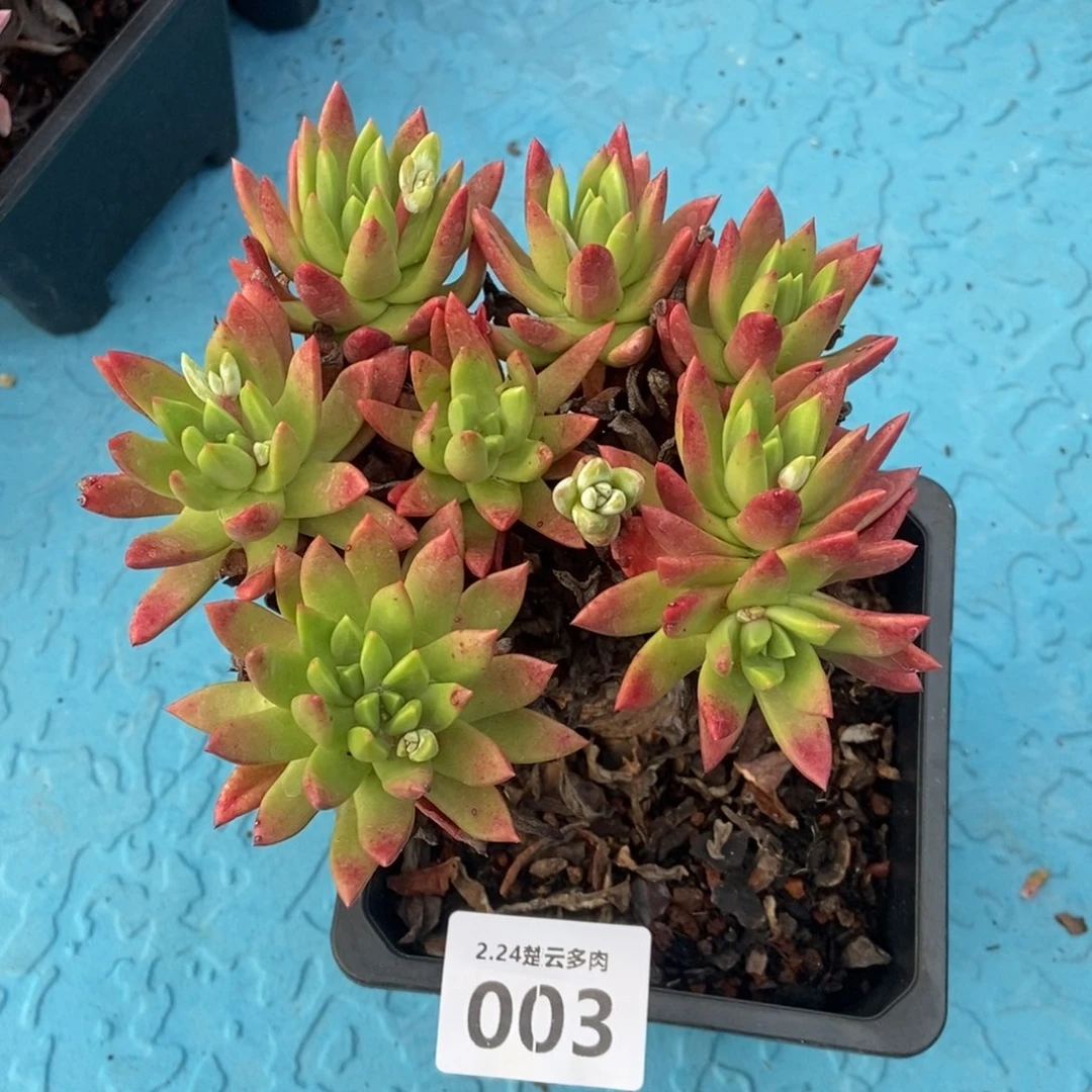 003多肉植物啦啦啦啦