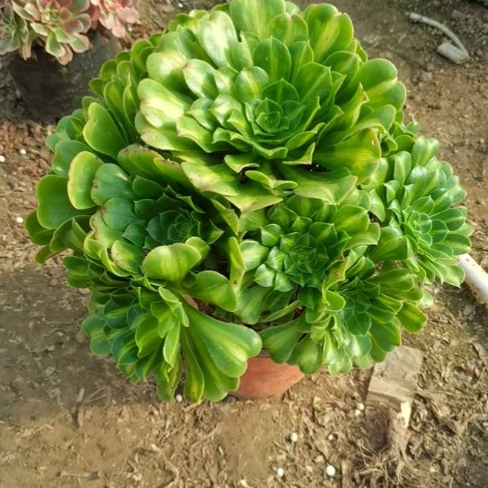 翡翠琉璃法师多肉法师19