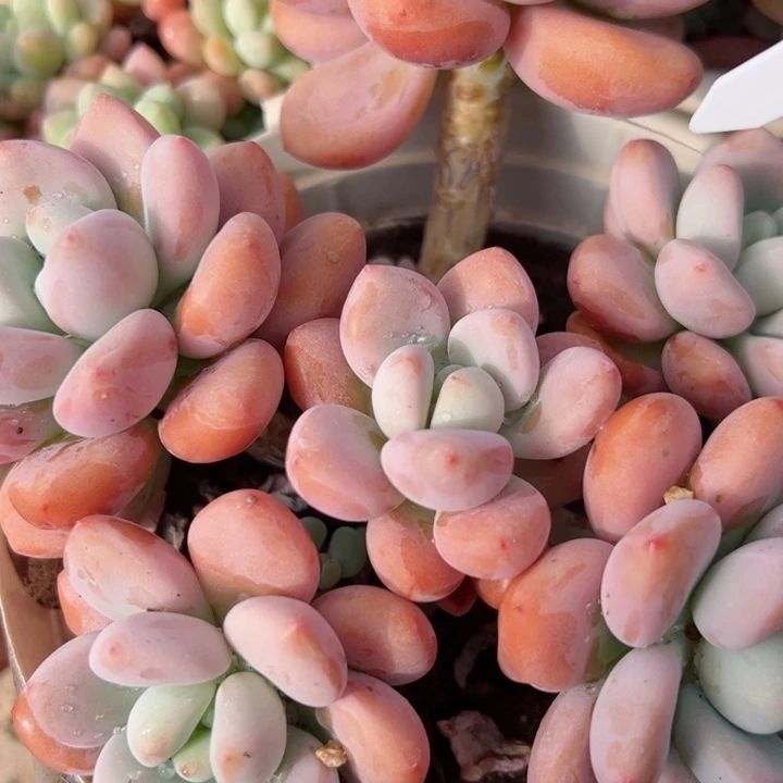 810洛神平平安安健健康康