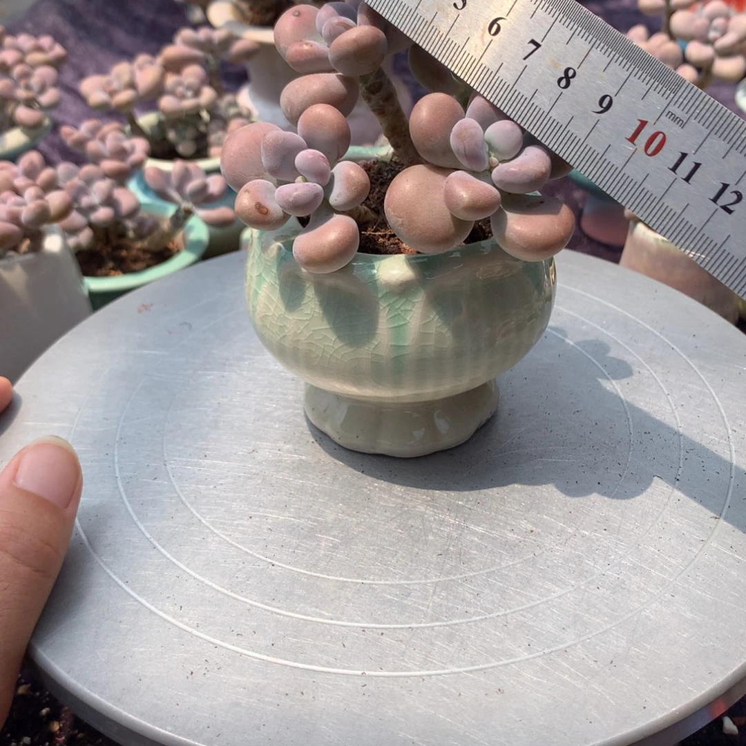 12号带盆偏远地区不包邮的