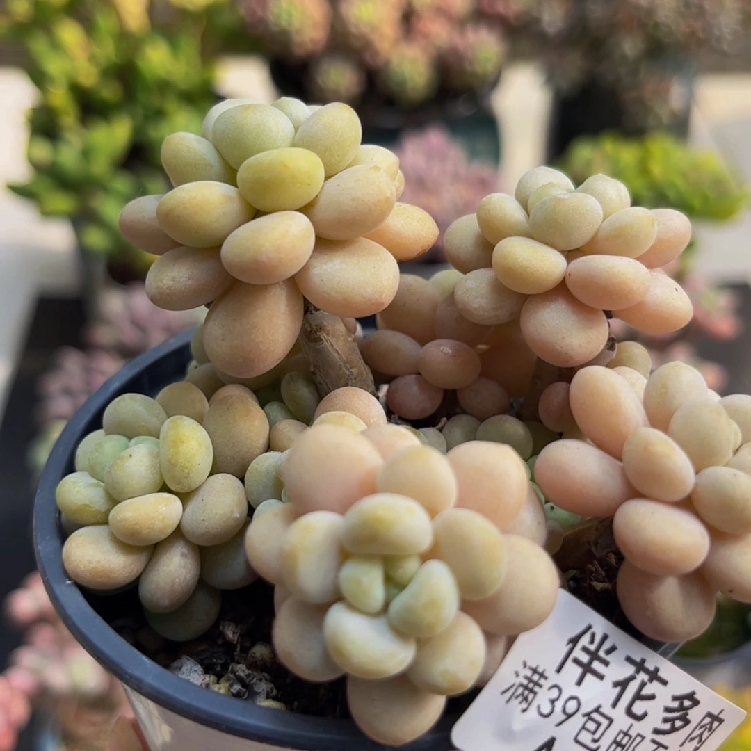 1082洛可可8cm多肉