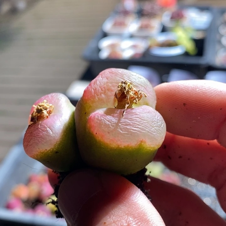 念*19208一个一个一个