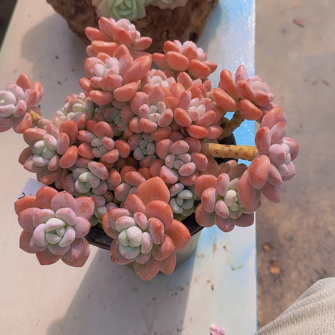 2510红洛神多肉植物