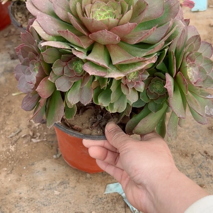 ，668万圣节多肉植物