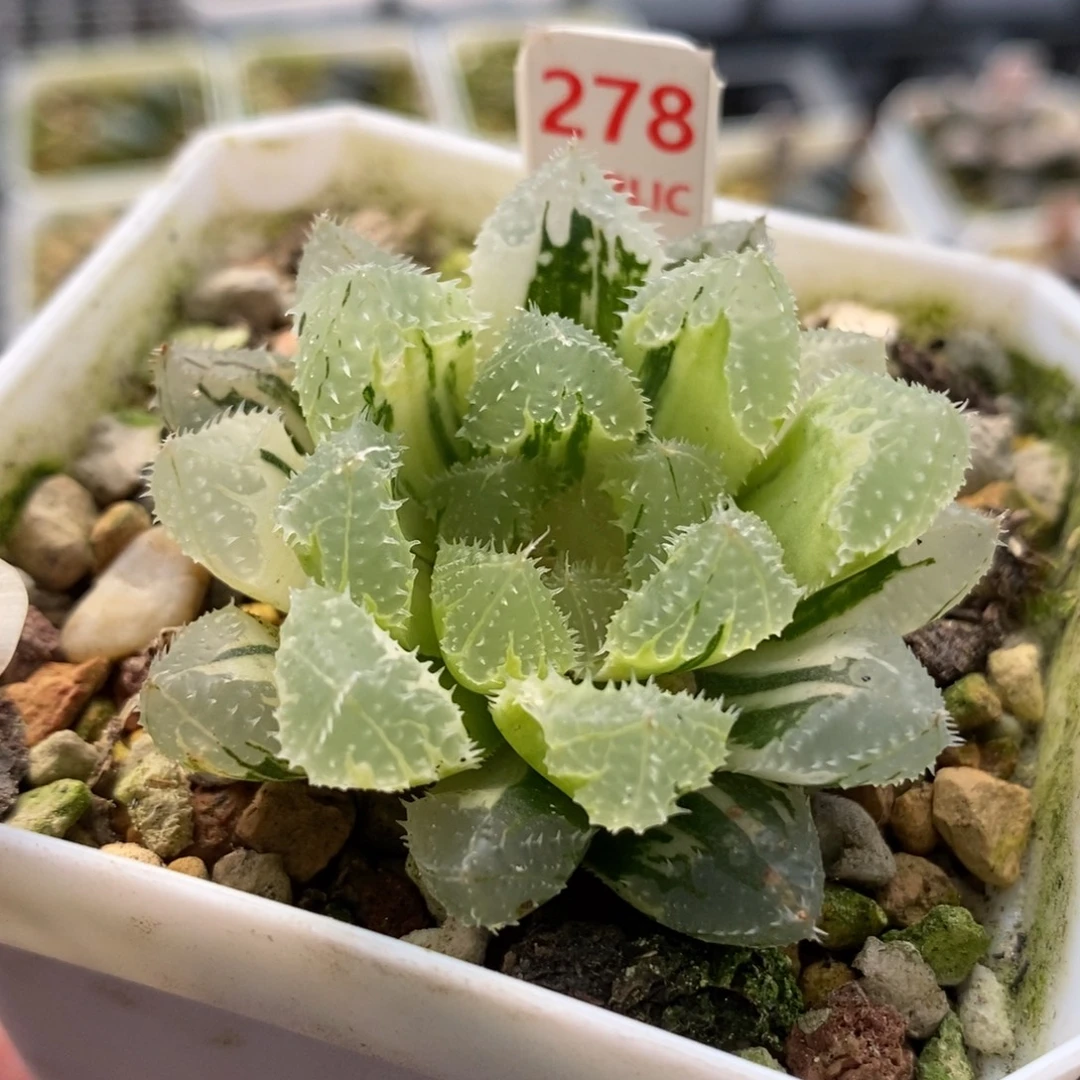 278玄冰玉露锦一物一拍