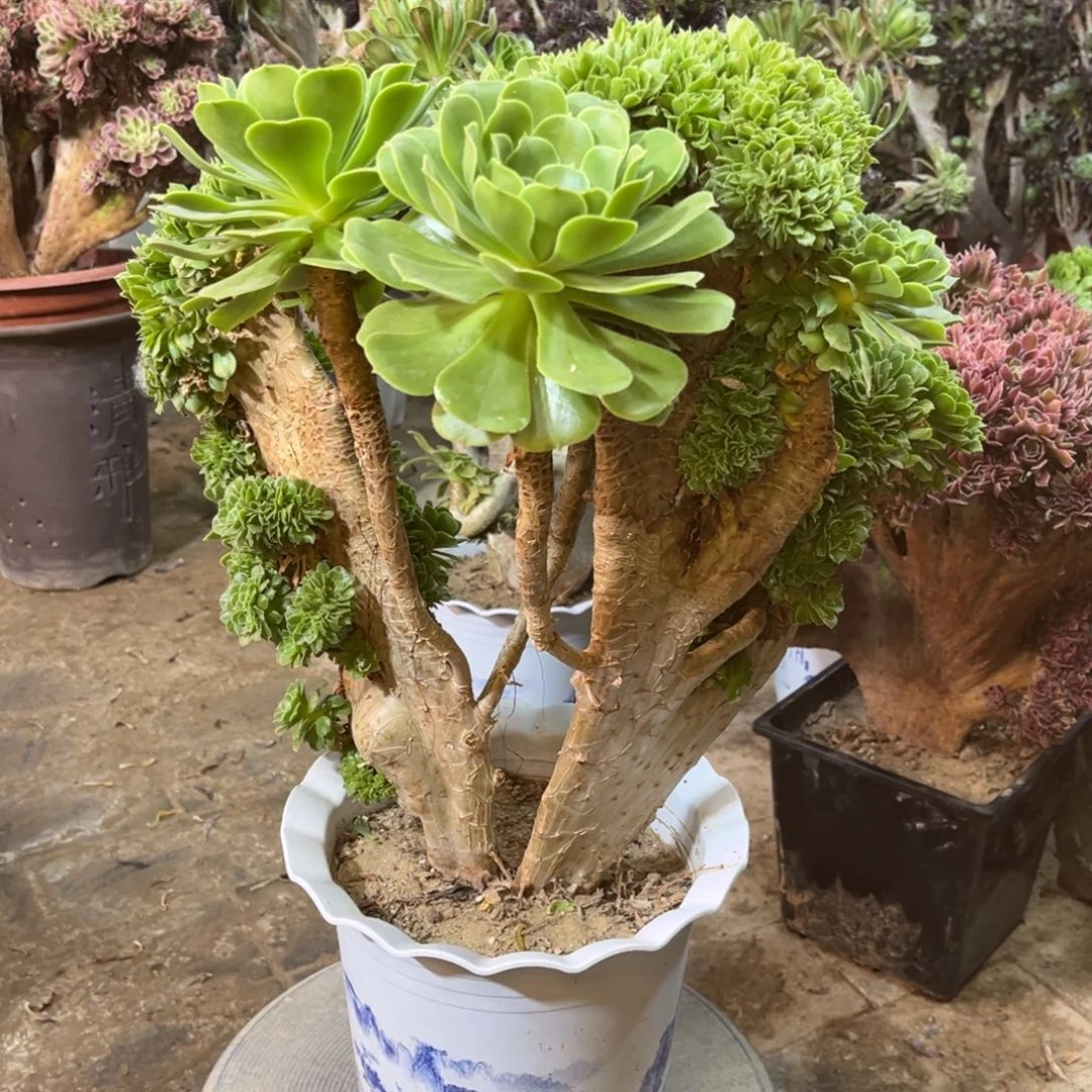 精品法师一物已拍