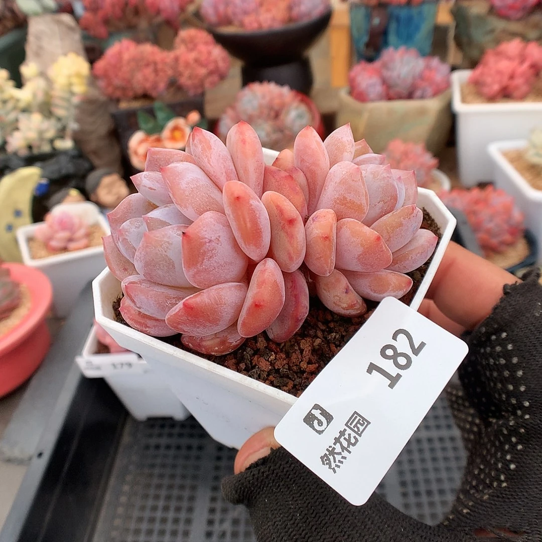 182星影多肉植物6663
