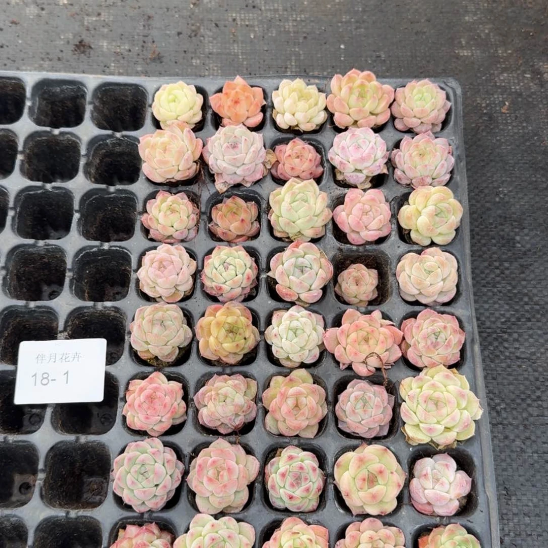 美尼糖心珍妮四十颗量拍18-1