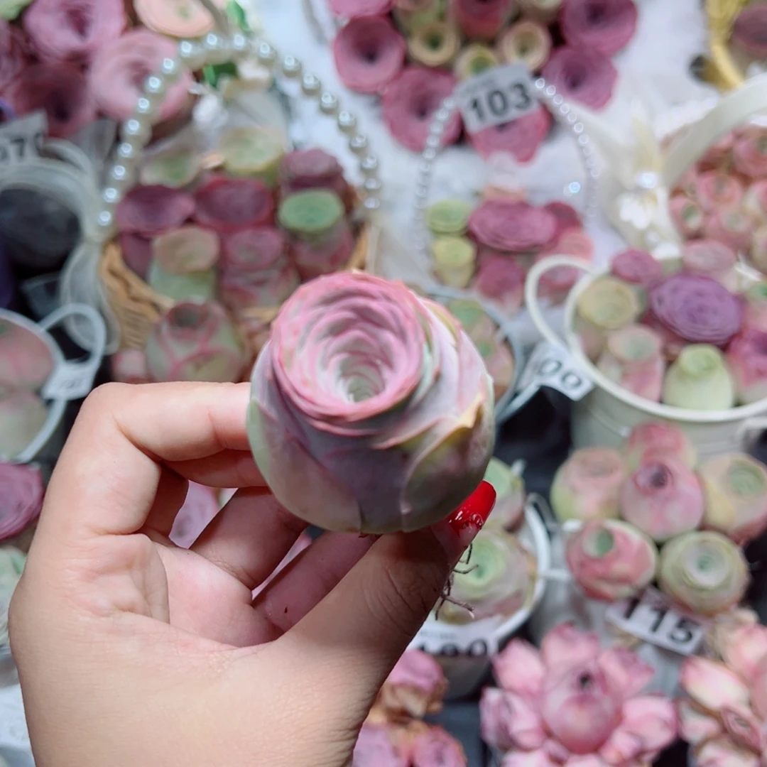 橙***橙137桃美人老桩单棵。