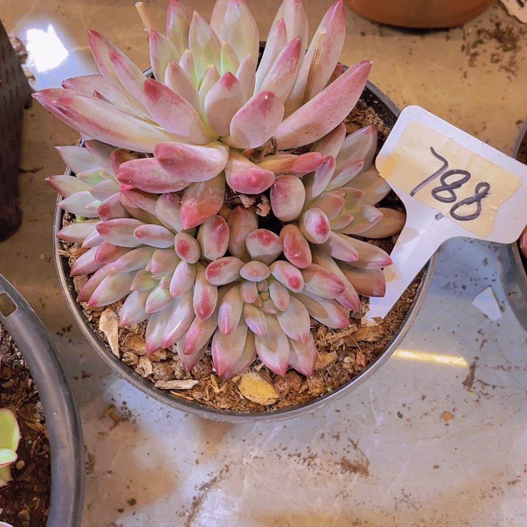 想***果000000000000000788