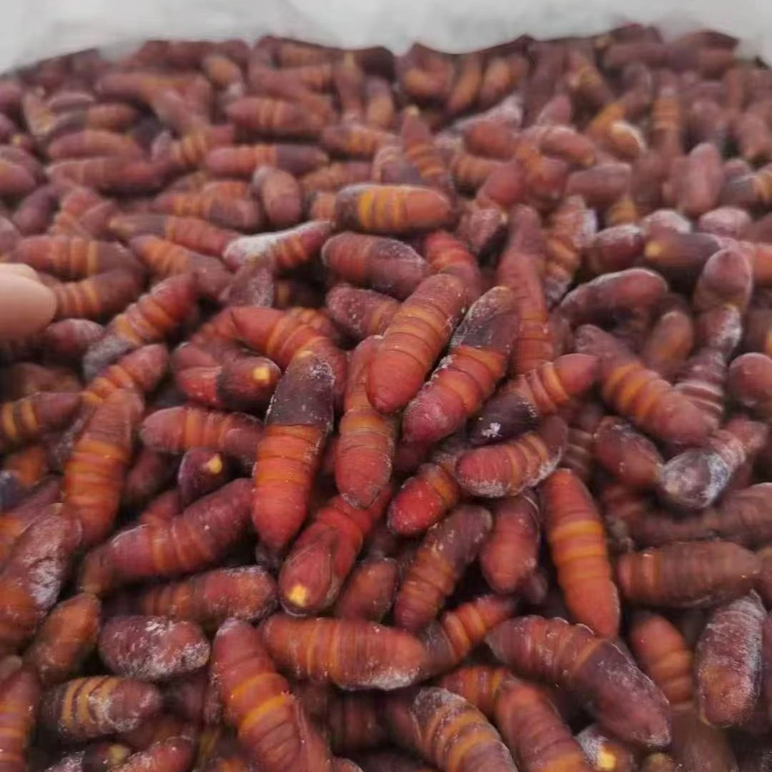 当季新鲜速冻核桃蛹，味美香甜，今年新货，数量有限