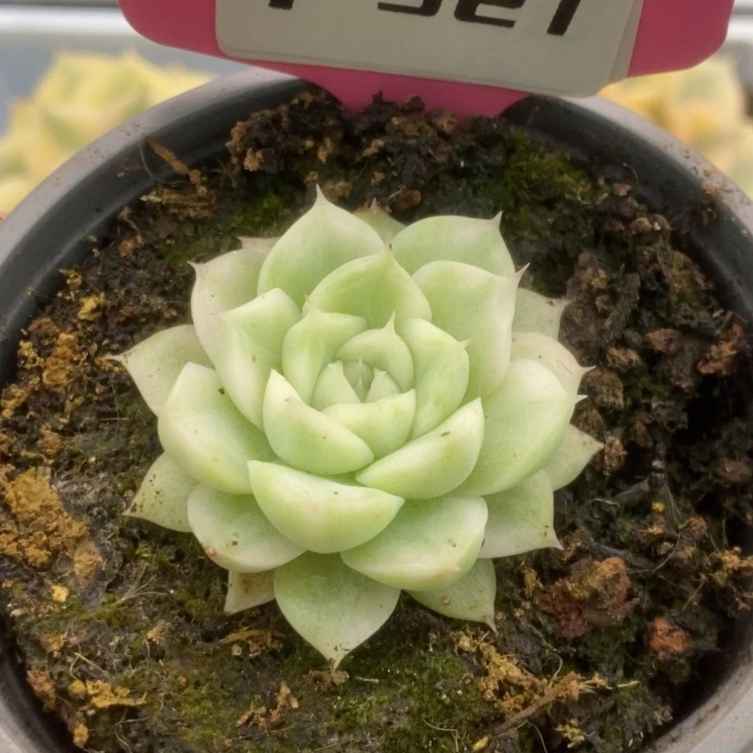 ?****?321白瓷麦杆锦锦锦锦锦锦