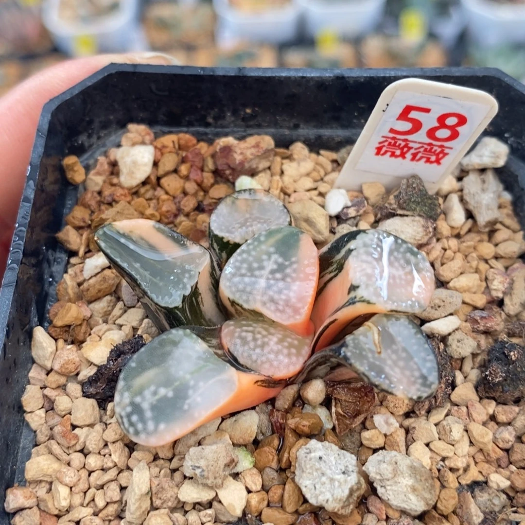 不开花植物58点点