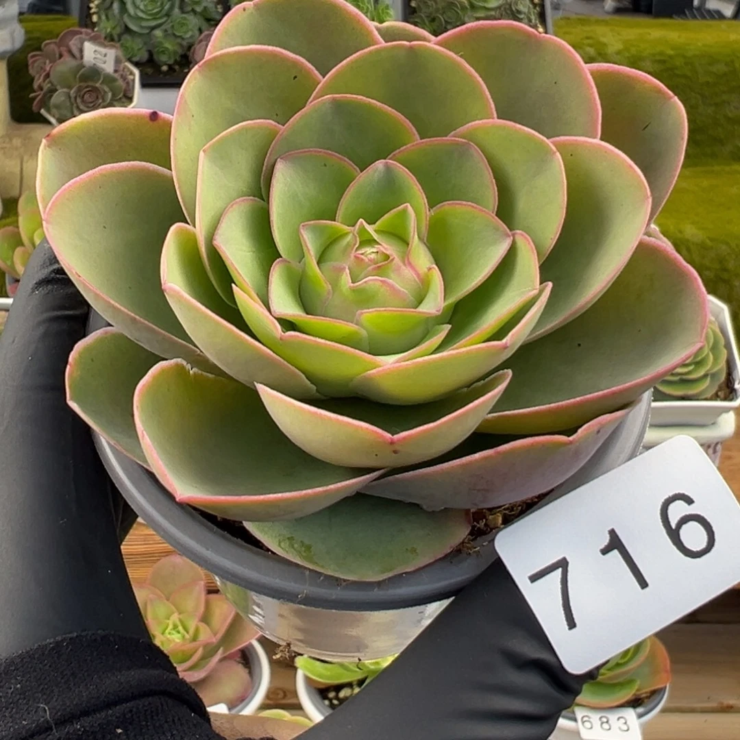 716边线禧桃基因7厘米