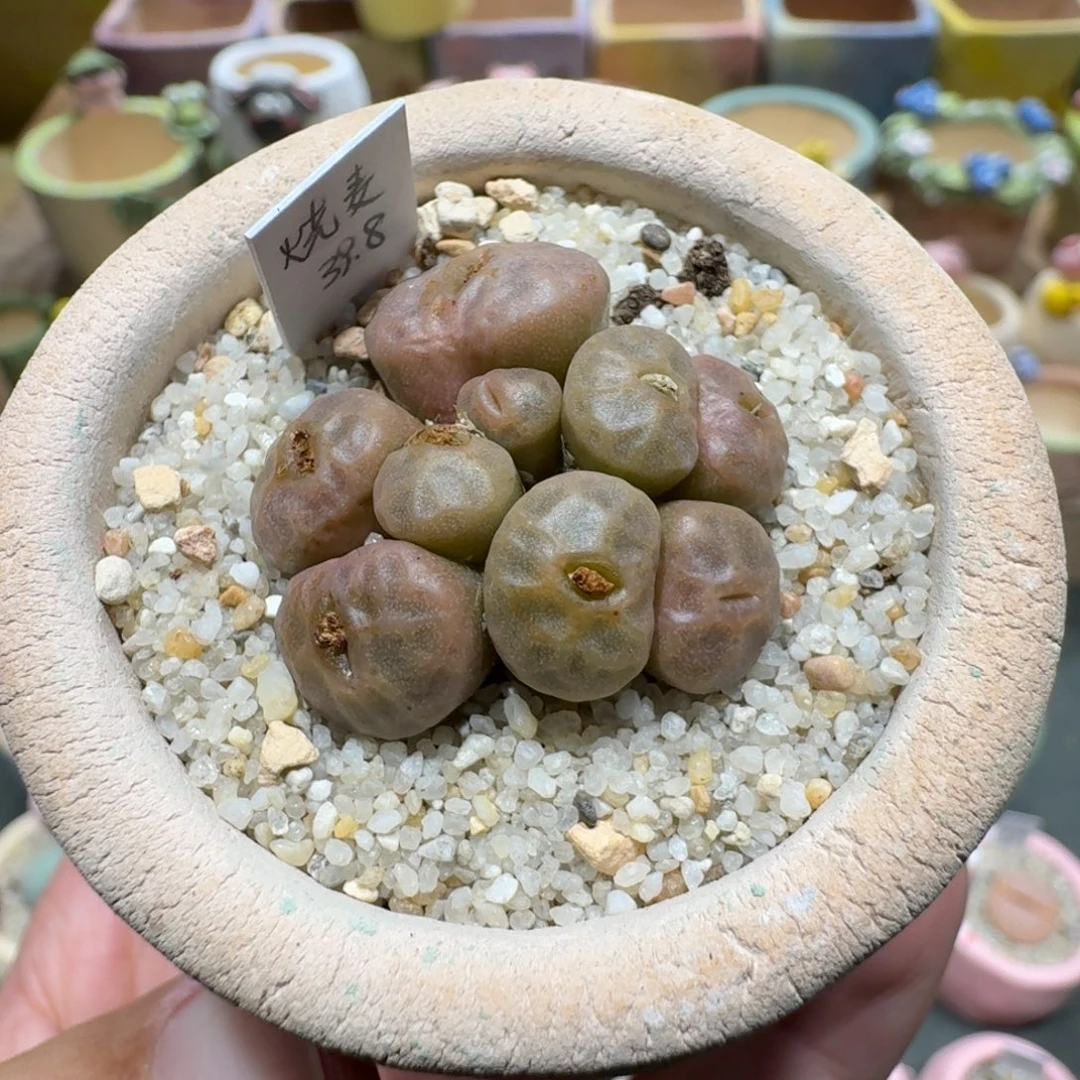 蘑菇1143烧麦多肉植物