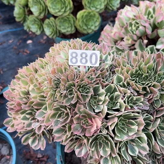 用***9多肉植物一个有伤880