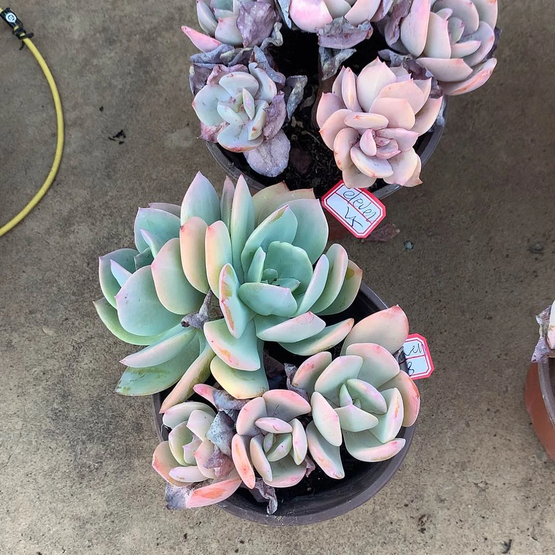 白凤多肉植物两颗