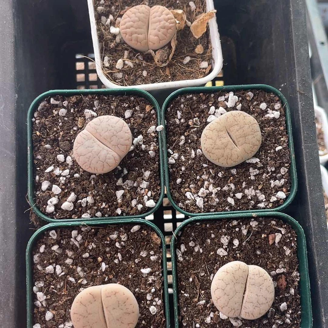 3576大棚清仓甩卖了