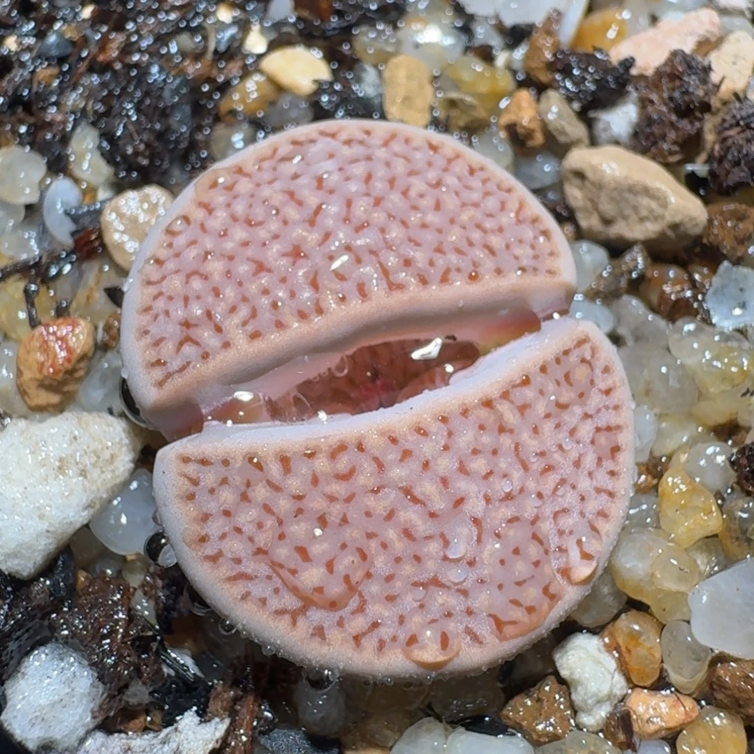 zzzz生石花肉锥1743