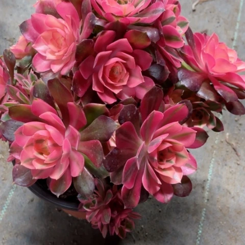 多肉植物香妃锦。