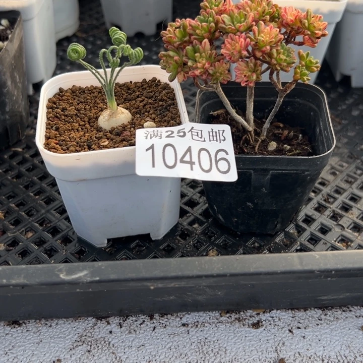 小人祭406，一物一拍带盆