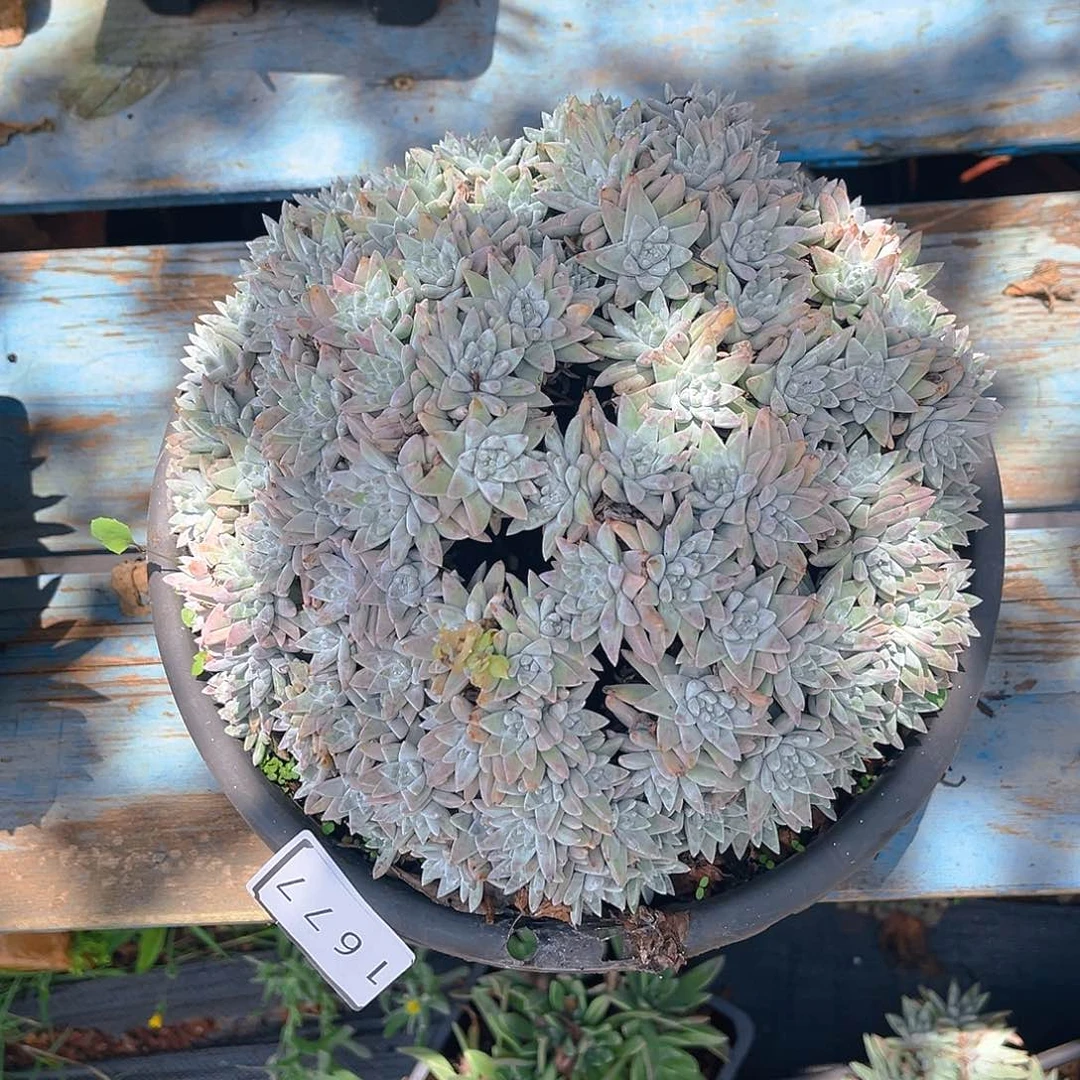 冷*?白菊大群多头1677