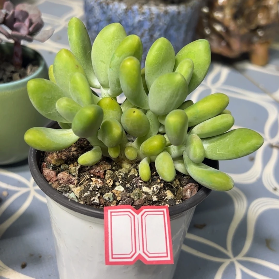 多肉植物多肉植物