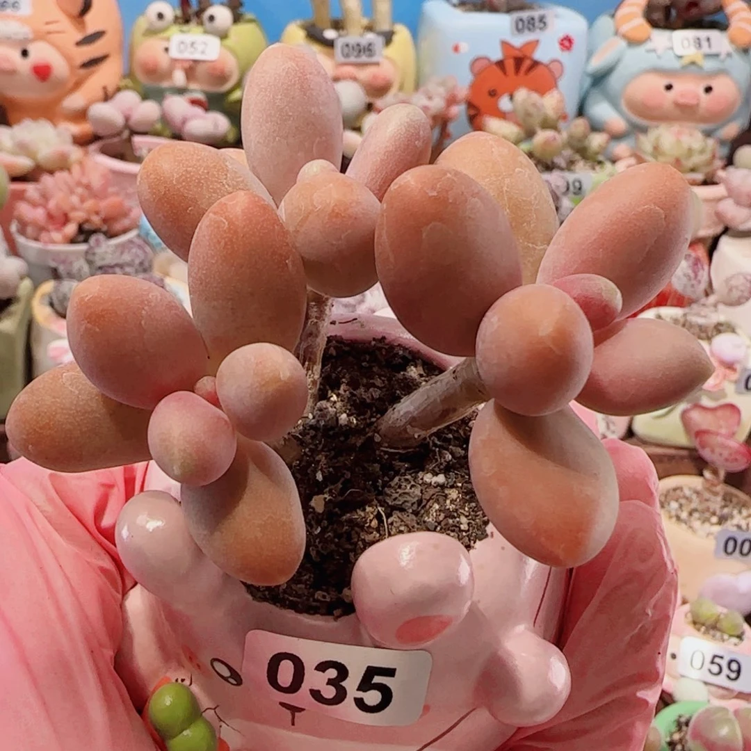T糖果美人盆口3.5cm