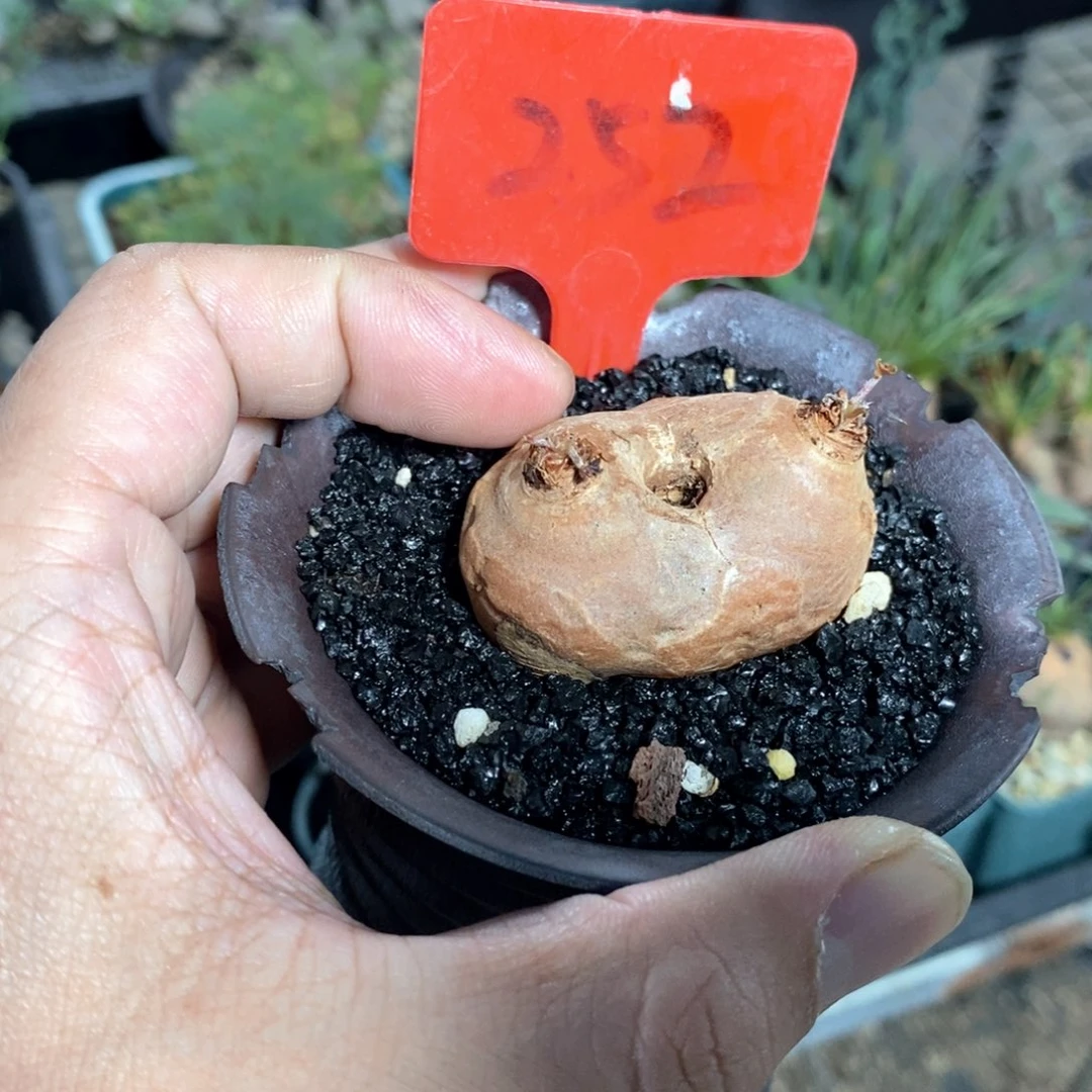 肾叶杨奎多肉植物