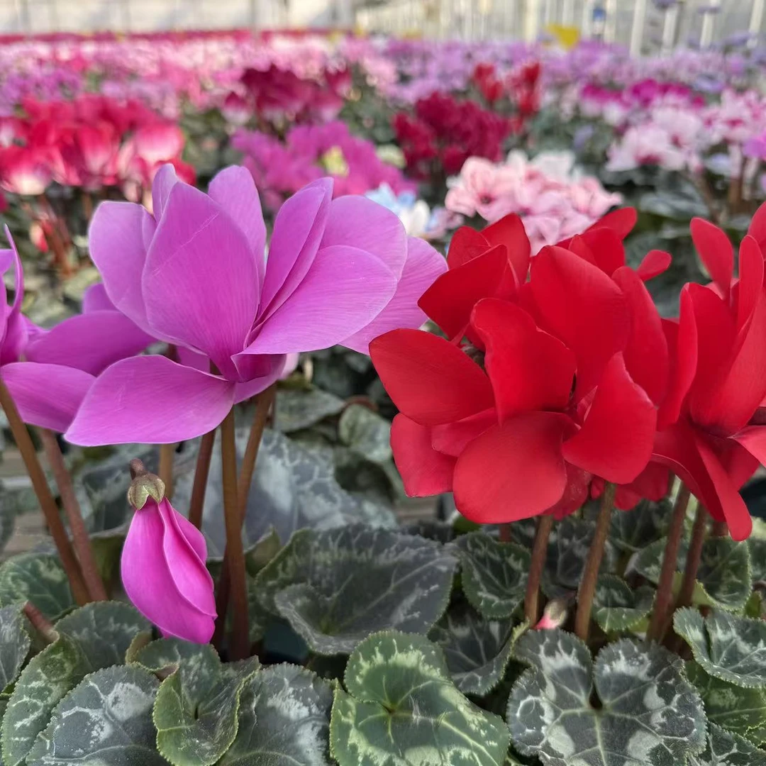 【叛逆红+薰衣草紫色】仙客来花色丰富开花能手