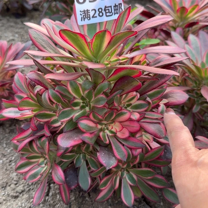 6351二号棚香奈尔D