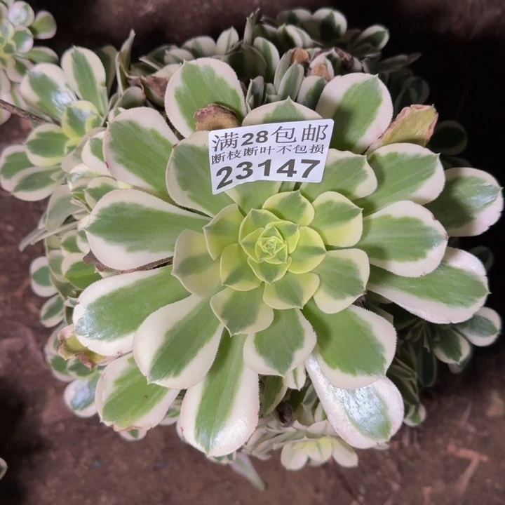 23147白凤多肉植物